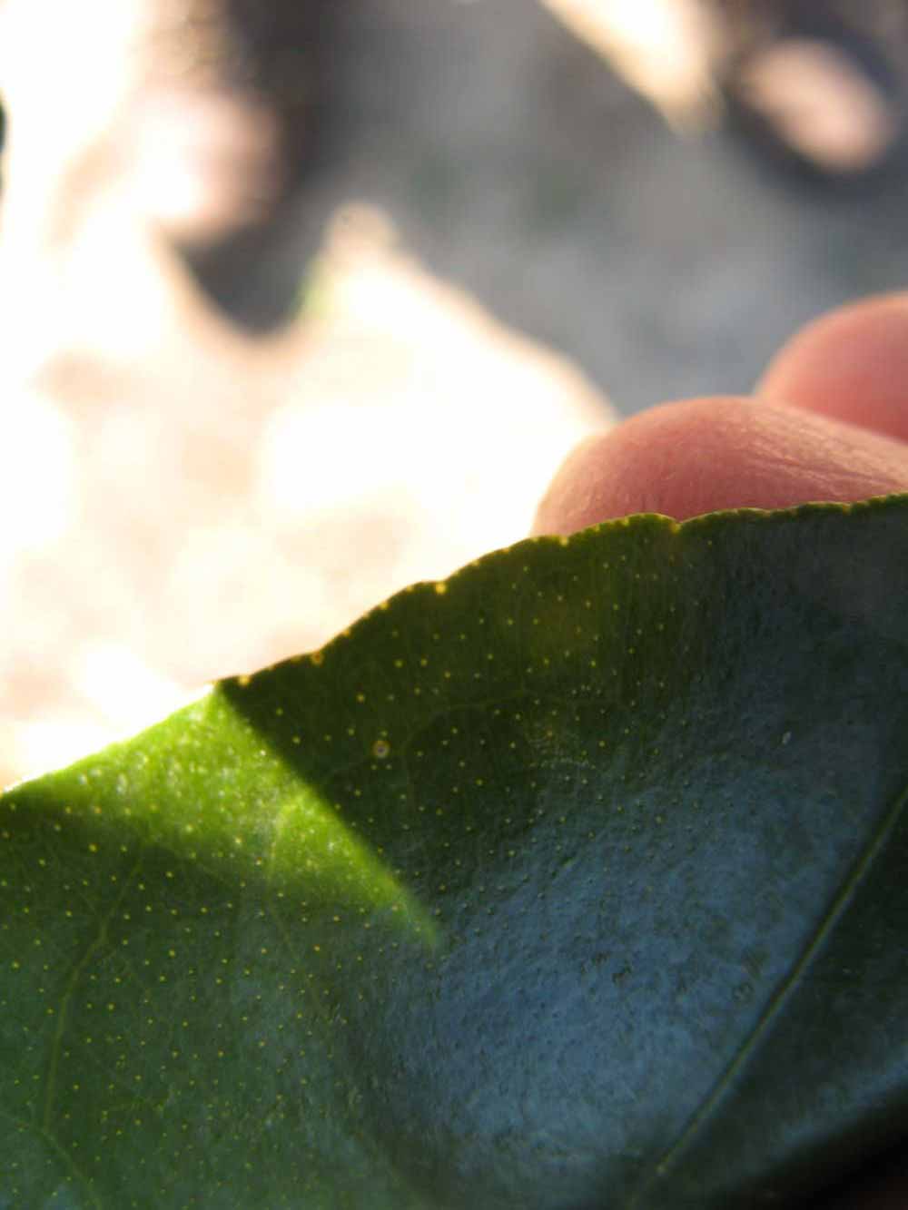              Margin (Winter Haven, FL)       